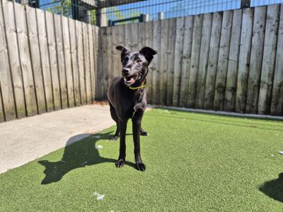 Una | Lurcher | Cardiff - 3