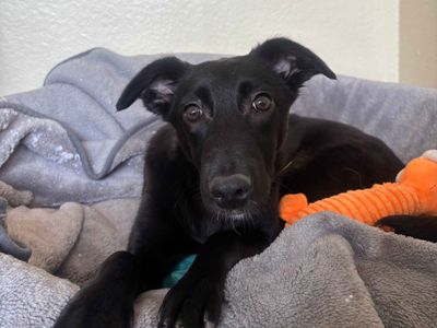 Una | Lurcher | Cardiff - 1