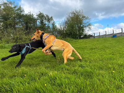 Orla | Lurcher | Bridgend (Wales) - 2