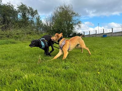 Orla | Lurcher | Bridgend (Wales) - 3