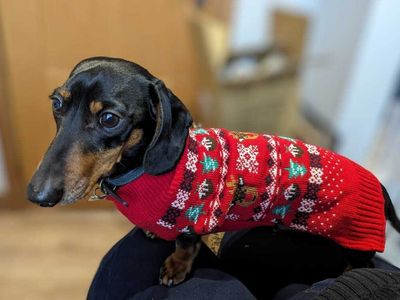 Albie, a 7 years old male Dachshund available for adoption from Dogs Trust in Greater Manchester