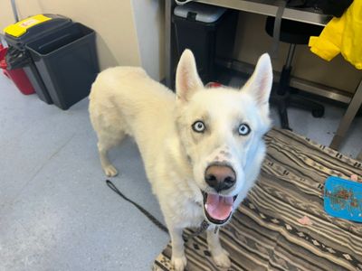 Kaspa | Siberian Husky | Cardiff - 3