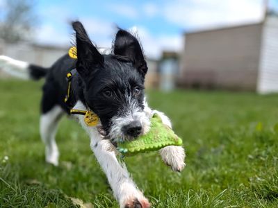 Benji | Terrier (Jack Russell) Cross | West Calder (Edinburgh) - 3