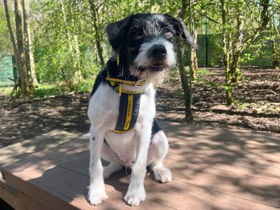 Benji | Terrier (Jack Russell) Cross | West Calder (Edinburgh) - 5