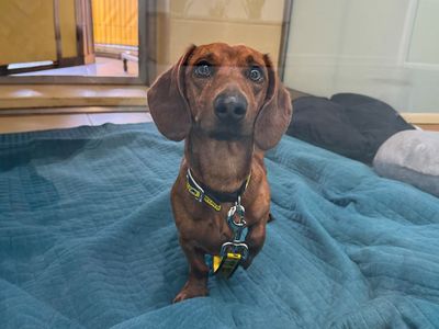 Leo | Dachshund (Smooth Haired) | Basildon (Essex) - 3