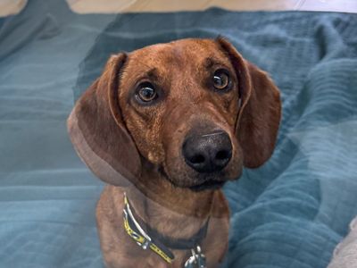 Leo | Dachshund (Smooth Haired) | Basildon (Essex) - 5