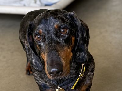 Shadow | Dachshund (Smooth Haired) | Basildon (Essex) - 3