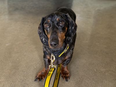 Shadow | Dachshund (Smooth Haired) | Basildon (Essex) - 5