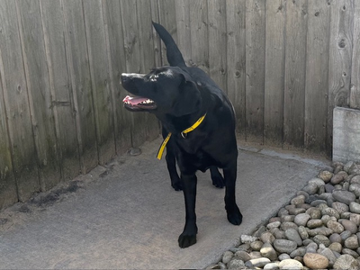 Sophie | Retriever (Labrador) | Cardiff - 3