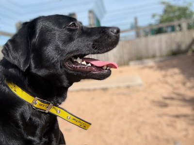 Sophie | Retriever (Labrador) | Cardiff - 5