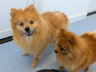 Bumble, a 1 year old male Pomeranian available for adoption from Dogs Trust in West Midlands