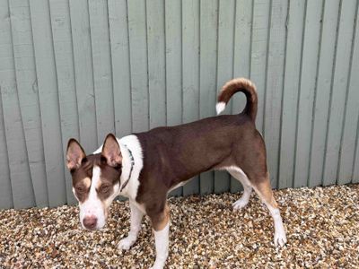 Margo | American Bully Classic Cross | Salisbury (Wiltshire) - 3