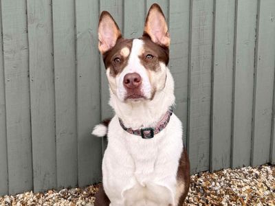Margo | American Bully Classic Cross | Salisbury (Wiltshire) - 2