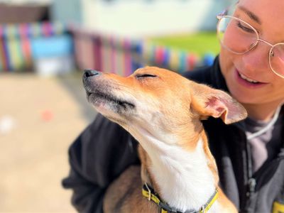 Ronnie | Chihuahua (Smooth Coat) | Bridgend (Wales) - 5