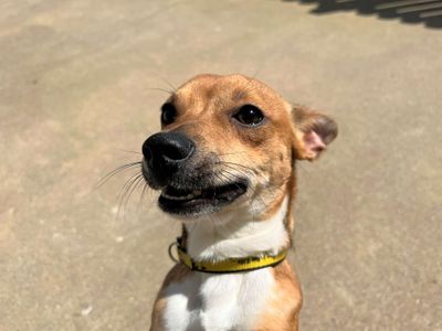 Ronnie | Chihuahua (Smooth Coat) | Bridgend (Wales) - 3