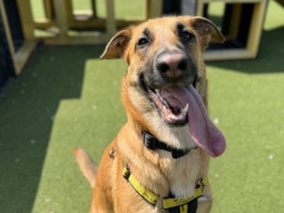 Tinkerbell | Belgian Shepherd Dog (Malinois) Cross | Loughborough - 3