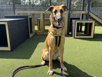 Tinkerbell | Belgian Shepherd Dog (Malinois) Cross | Loughborough - 2