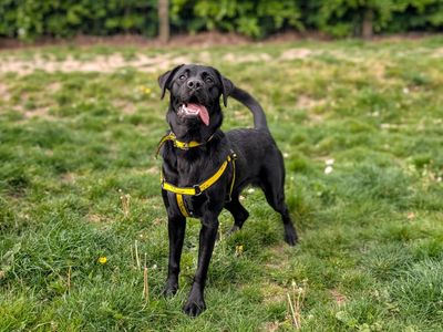 Ducky | Retriever (Labrador) | Cardiff - 3