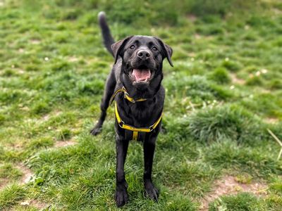 Ducky | Retriever (Labrador) | Cardiff - 5