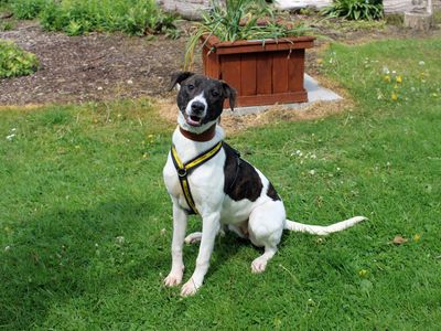 Quinn | Lurcher | Merseyside (Liverpool) - 3