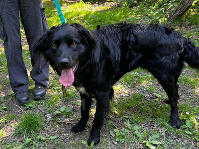 Quinton | Retriever (Flat Coated) | Canterbury - 2