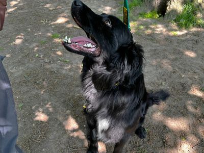 Quinton | Retriever (Flat Coated) | Canterbury - 3