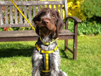 Henry | Pointer (German Wirehaired) | Newbury (Berkshire) - 2