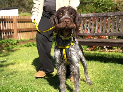 Henry, a 3 years old male Pointer available for adoption from Dogs Trust in Berkshire