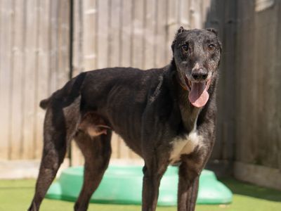 Quantum | Greyhound | Kenilworth (West Midlands) - 3