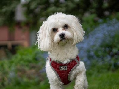 Shiloh | Maltese | Kenilworth (West Midlands) - 2