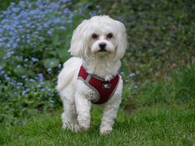 Shiloh | Maltese | Kenilworth (West Midlands) - 3