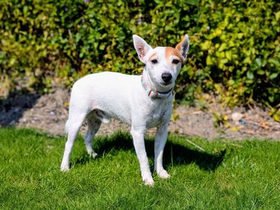 Ajax | Terrier (Jack Russell) | Cardiff - 2