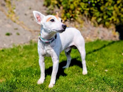 Ajax, a 6 years old male Jack Russell Terrier available for adoption from Dogs Trust in Wales