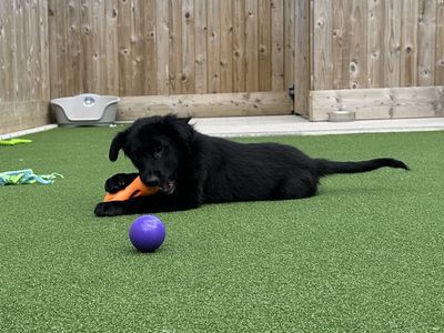 Hula Hoop | Spaniel (English Springer) Cross | Ballymena (Northern Ireland) - 2