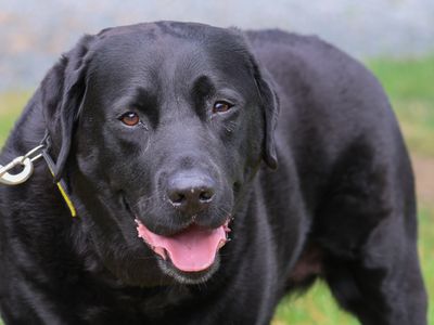 Teddy, a 7 years old male Labrador available for adoption from Dogs Trust in Leicestershire