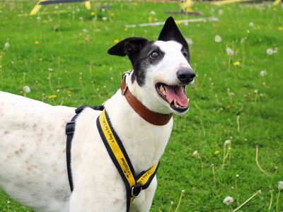 Ria | Greyhound | Merseyside (Liverpool) - 3