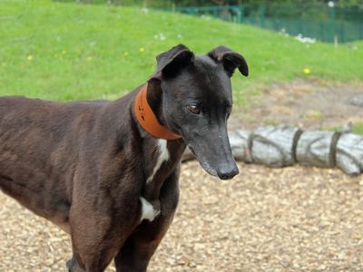 Sonny | Greyhound | Merseyside (Liverpool) - 2