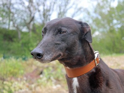 Sonny | Greyhound | Merseyside (Liverpool) - 3