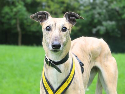 Anna, a 4 years old female Greyhound available for adoption from Dogs Trust in Merseyside