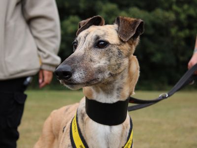 Anna, a 4 years old female Greyhound available for adoption from Dogs Trust in Merseyside