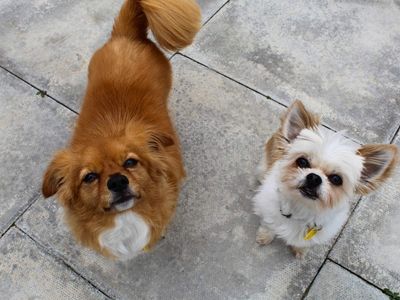Bailey, a 6 years old male Shih Tzu available for adoption from Dogs Trust in Greater Manchester