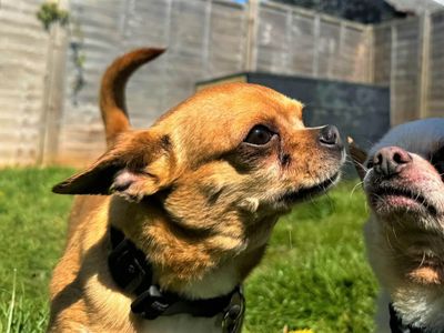 Kurt | Chihuahua (Smooth Coat) | Bridgend (Wales) - 5