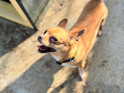 Kurt | Chihuahua (Smooth Coat) | Bridgend (Wales) - 3