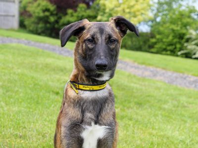 Kally | Belgian Shepherd Dog (Malinois) Cross | Darlington - 2