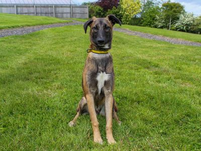 Kally | Belgian Shepherd Dog (Malinois) Cross | Darlington - 3