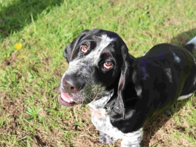 Hamish, a 1 year old male Basset Hound available for adoption from Dogs Trust in Scotland