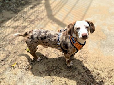 Woody | Dachshund (Smooth Haired) | Bridgend (Wales) - 1