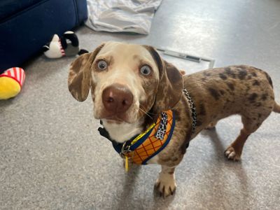 Woody | Dachshund (Smooth Haired) | Bridgend (Wales) - 3