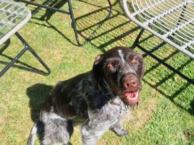 Tosca | Pointer (German Wirehaired) | Salisbury (Wiltshire) - 2