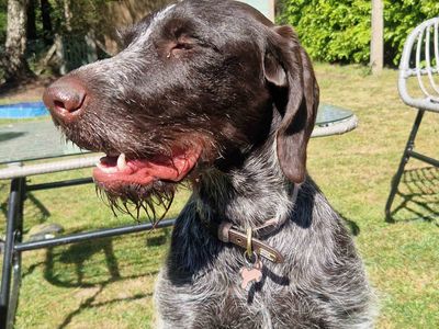 Tosca | Pointer (German Wirehaired) | Salisbury (Wiltshire) - 3